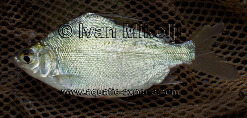 strange aquarium fish